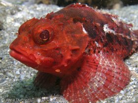 A Barbfish, Scorpaena brasiliensis, Lake Worth Lagoon, Riviera Beach, FL. © Anne DuPont, All Rights Reserved.