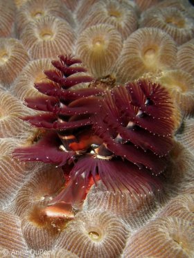Christmas Tree Worm (Spirobranchus gigantgeus) on Delray Reef, Delray Beach, FL. © Anne DuPont, All Rights Reserved.