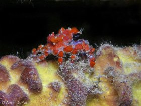 Cryptic Teardrop crab, Pelia mutica, night dive, Town Pier, Kralendijk, Bonaire. © Anne DuPont, All Rights Reserved.