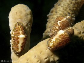 Fingerprint snails, Cyphoma signatum, feeding on gorgonians, St Vincent. © Anne DuPont, All Rights Reserved.