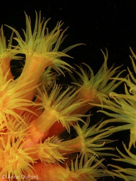 Orange cup coral, Tubastraea coccinea, night dive, Town Pier, Kralendijk, Bonaire. © Anne DuPont, All Rights Reserved.