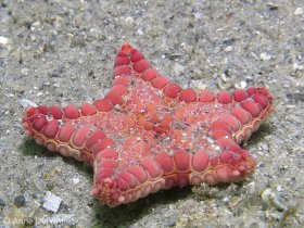 A tiny rare sea star, Goniaster tesselatus, Lake Worth Lagoon Reviera Beach, FL. © Anne DuPont, All Rights Reserved. (the little sea star was about the size of a fifty-cent piece)