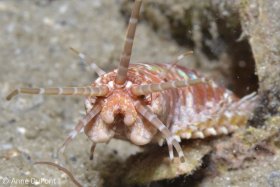 Bobbitt Worm, Lake Worth Lagoon. © Anne Dupont, All Rights Reserved.