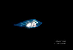 Larval Tuna