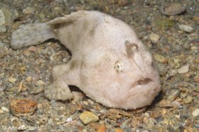 White Striated Frogfish, Lake Worth Lagoon. © Anne Dupont, All Rights Reserved.