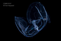 Comb Jelly