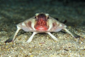 Red-Lipped Batfish, Ogcocephalus darwini