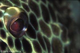Rock Cod Eye, Epinephelus sp.