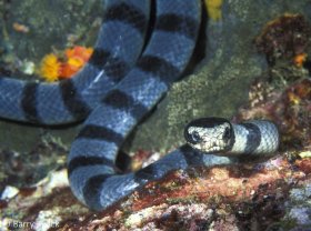 Banded Sea Krait, Laticauda colubrian