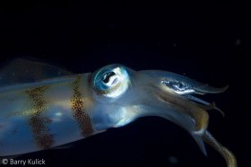 Caribbean Reef Squid Sepioteuthis sepioidea devouring White Mullet Mugil curema