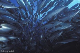 Schooling Bigeye Trevally, Caranx sexfasciatus