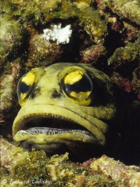 Jaw Fish: Lankayan, Philippines. Unusual size with head size of softball. © Richard Ladisky, All Rights Reserved.