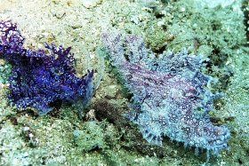 Weedy Rhinopia-rhinopia frondosa: Ambon, Banda Sea, Indonesia. © Richard Ladisky, All Rights Reserved.