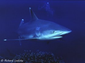 Silvertip Shark: Breeding ground north of New Ireland Island, Papua New Guinea. © Richard Ladisky, All Rights Reserved.