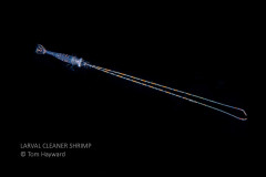 Larval Cleaner Shrimp
