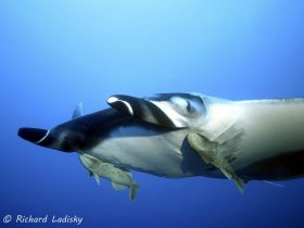 Manta Ray: Socorro (Revillagigedos) Islands. Body parts with remora attached. © Richard Ladisky, All Rights Reserved.