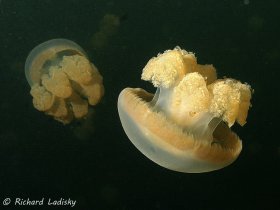 Stingless Jellyfish: Jellyfish Lake, Palau. © Richard Ladisky, All Rights Reserved.