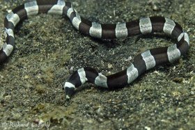 Banded Snake Eel: Banka Islands, Sulawesi, Indonesia. Mimics sea crate. © Richard Ladisky, All Rights Reserved.
