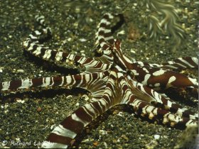 Wonderpus Octopus: Lembeh Straits, Sulawesi, Indonesia. In the mimic family. © Richard Ladisky, All Rights Reserved.
