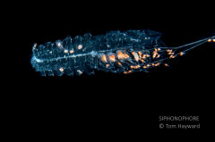 Siphonophore