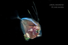 Larval Moonfish
