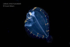 Larval Eyed Flounder