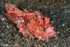 Spiny Devilfish, Lembeh Strait, Indonesia