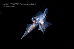 Pair of Pteropods (Swimming Mollusks)