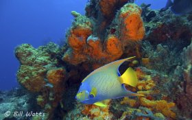 Queen Angelfish taken in Cozumel Mexico.  © Bill Watts, All Rights Reserved.