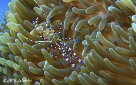Spotted Cleaner Shrimp taken in Cozumel Mexico.  © Bill Watts, All Rights Reserved.