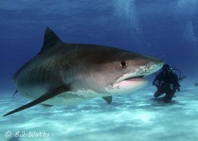 Tiger Shark taken at Tiger Beach, Bahamas.  © Bill Watts, All Rights Reserved.