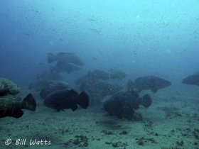 Goliath Grouper spawning aggregation on the Zion wreck  off Jupiter FL.  © Bill Watts, All Rights Reserved.