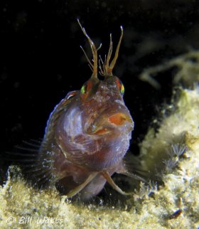 Seaweed Blenny taken at the Lake Worth Lagoon.  © Bill Watts, All Rights Reserved.
