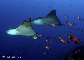 Spotted Eagle Rays taken at Wolf Island in the Galapagos Islands.  © Bill Watts, All Rights Reserved.