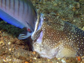 Northern Stargazer with a just captured Doctor fish. Taken at Lake Worth Lagoon.  © Bill Watts, All Rights Reserved.