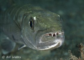 Great Barracuda taken at the Lake Worth Lagoon.  © Bill Watts, All Rights Reserved.