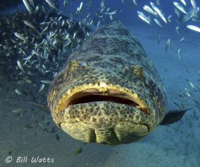 Goliath Grouper in a Sardine Ball, taken in Jupiter FL.  © Bill Watts, All Rights Reserved.