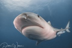 Ms. Sophia, tiger shark, Jupiter, FL