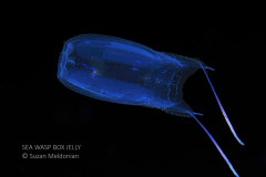 Sea Wasp Box Jelly