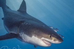 Air Demon, great white shark, Guadalupe