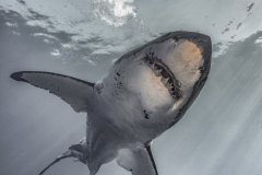 Incoming, great white shark, Guadalupe