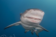 Snooty Smiles, lemon shark, Jupiter, FL