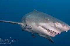 My Best Side, lemon shark, Jupiter, FL