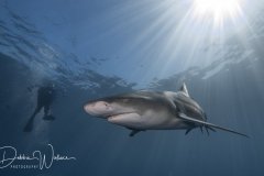 Heavenly Lemon, lemon shark with diver, Jupiter, FL