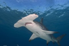 Hammer in the Blue, hammerhead shark, Bimini, Bahamas
