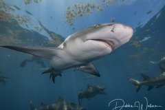 In the Spotlight, lemon shark, Jupiter, FL