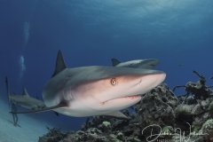 In Your Face, reef shark, Bahamas
