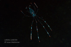 Larval Lobster