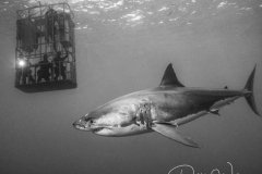 Room with a View, great white shark, Guadalupe