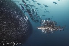Schools of Schools, sand tiger shark, North Carolina